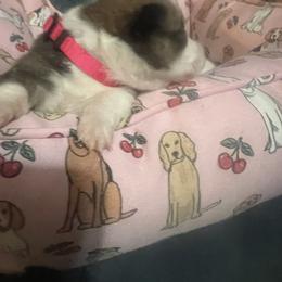 Girl 2 - female Pembroke Welsh Corgi puppy in New Waverly, Texas from Corgie & Cream Paradise