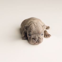 French Bulldog puppies from Ayers Above