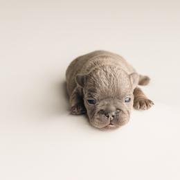 French Bulldog puppies from Ayers Above
