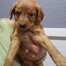 Ivy - Golden female Golden Retriever puppy in Milwaukee, Wisconsin from Pedigree Golden Retrievers