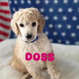 Doss - Apricot male Poodle puppy in Lake Charles, Louisiana from Cypress Bayou Poodles