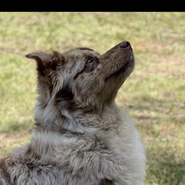 Lexie - Australian Shepherd