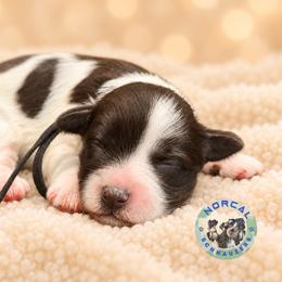 Cooper - Parti male Miniature Schnauzer puppy in Magalia, California from NorCal Schnauzers