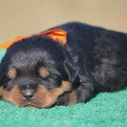 Green Male - Black and mahogany male Rottweiler puppy in Tallahassee, Florida from Von Der Quinn Rottweilers
