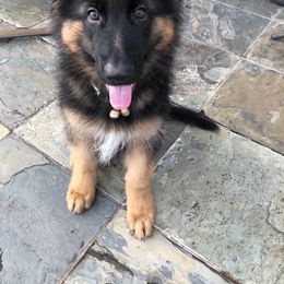 German Shepherd Puppies from Vom Cronje Haus German Shepherds