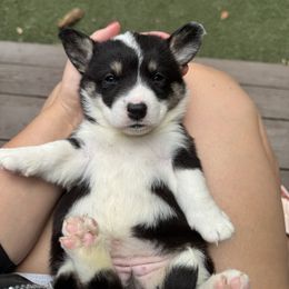 Zoey - Black and white female Cardigan Welsh Corgi puppy in Wekiwa Springs, Florida from It is Corgiland