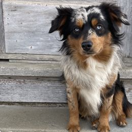 Australian Shepherds and Toy Australian Shepherds from OR Aussies