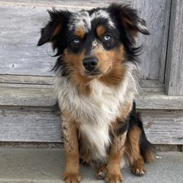 Australian Shepherds and Toy Australian Shepherds from OR Aussies