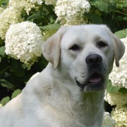 Lola - Labrador Retriever