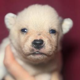 Arcee - Blue female Australian Cattle Dog puppy in Rosharon, Texas from 4Surge Cattle Dogs