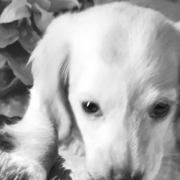 Dachshund Puppies from CLARK'S BREEDING PROGRAM