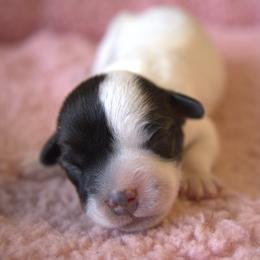 Skye - Tri-color female Jack Russell Terrier puppy in Menifee, California from Wendover Terriers