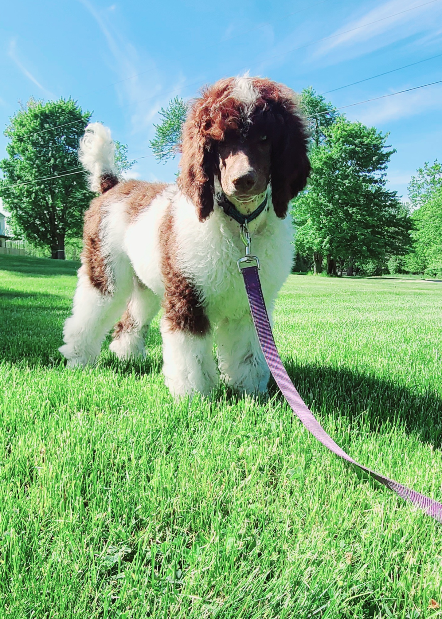 Henry - Parti Poodle puppy in Whitmore Lake, Michigan from Painted Poodles