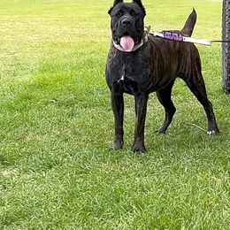 Cane Corso All Grown Up from Armonno Cane Corso