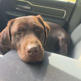 Daisy - Labrador Retriever