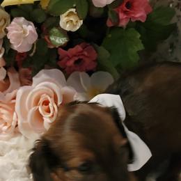 Dachshund Puppies from CLARK'S BREEDING PROGRAM