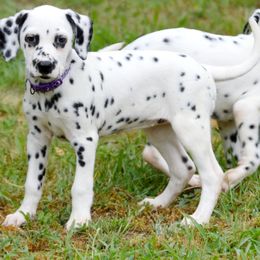 Cinder - White and black female Dalmatian puppy in Sedalia, Missouri from Missouri Dalmatians