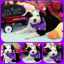 Porsche - Black tri female Toy Australian Shepherd puppy in Levelland, Texas from Once Upon a Time Aussies