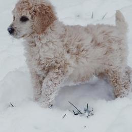 Australian Labradoodle and Poodle Puppies from Hunter Farm