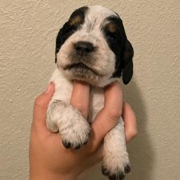 Fawn - Tri-Roan female English Springer Spaniel puppy in Fort White, Florida from Thunderbird Springers