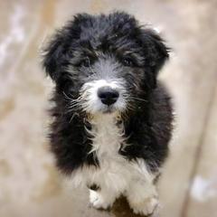 Bordoodle Puppies from Borders of Eby Eden