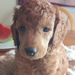 Reginald Majestic Embrace Medium Import Line - Apricot male Poodle puppy in Licking, Missouri from Majestic Embrace Poodles