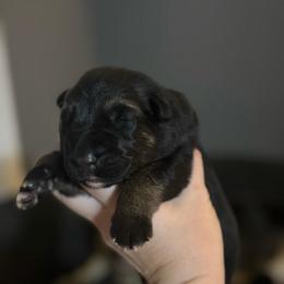 Boy 1 - Black and red male German Shepherd puppy in Mc Donough, Georgia from Barick German Shepherds