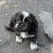 Eevee - Brindle female Cavatzu puppy in Saint Paul, Minnesota from Amy’s Puppy Tzu