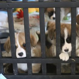Pembroke Welsh Corgi Puppies from Mountain Maryland Corgis