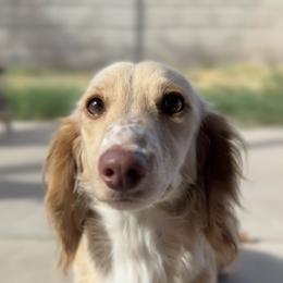 Monreaux - Dachshund