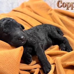 Copper - Black male Poodle puppy in Beaumont, Texas from Lingo Standard Poodles