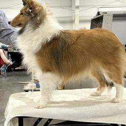 Paisley - Shetland Sheepdog