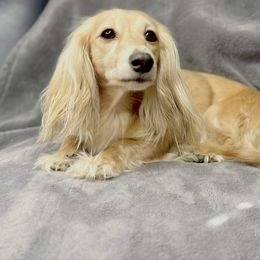 Maizie - Cream female Dachshund puppy in Goodyear, Arizona from D&C Royal Dachshunds LLC