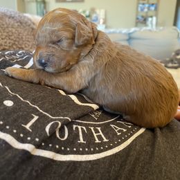 Goldendoodles from It's a Goldendoodle Thing