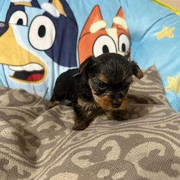 Yorkshire Terrier Puppies from Lunio's Yorkies