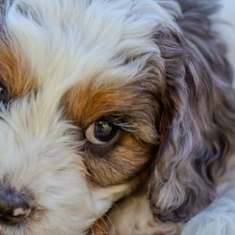 Cavapoos and Goldendoodles from Angel Pups Deluxe