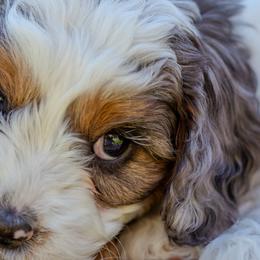 Cavapoos and Goldendoodles from Angel Pups Deluxe