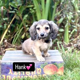 Dachshund Puppies from Northwest Dachshunds