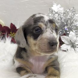 Girl 4 - Dapple female Dachshund puppy in Mt. Sterling, Illinois from Doxie Do's