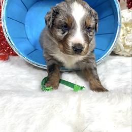 Henric - Blue merle male Australian Shepherd puppy in Vail, Iowa from Homegrown Huskies