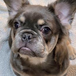 Miss Minnie - Tricolors female French Bulldog puppy in Gasport, New York from Belleau Wood French Bulldog Manor & Folsom's House of Blues