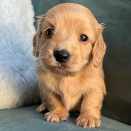 Lux -AKC 4000 - Cream female Dachshund puppy in Krum, Texas from Tired Chef Dachshunds