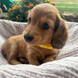 Daisy - Cream female Dachshund puppy in West Plains, Missouri from Little Legs Legacy
