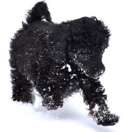 Green boy. - Phantom male Poodle puppy in Waukesha, Wisconsin from Midwest Cavapoos