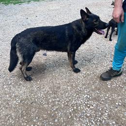 Dachshund and German Shepherd Puppies from Illyria Dox & GSD