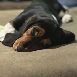 Basset Hound and Collie Puppies from Collegiate Bassets and Rheign Collies