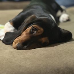 Basset Hound and Collie Puppies from Collegiate Bassets and Rheign Collies