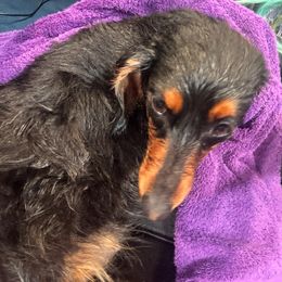 Gypsy - Dachshund