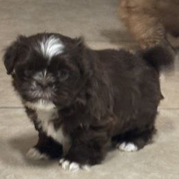 Shih Tzu Puppies from Staci Paysinger