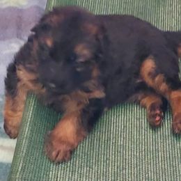 German Shepherd Puppies from Minerd Ranch